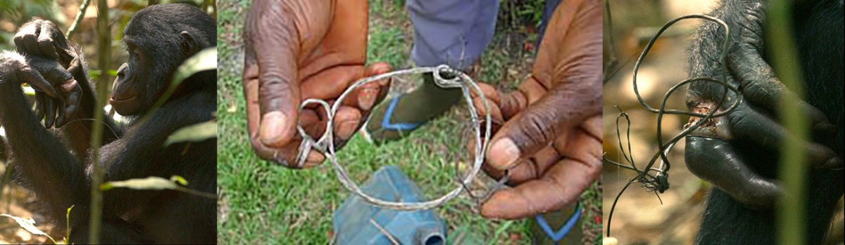 Snares used to trap primates