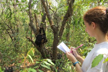 The author recording chimp behavior in the field