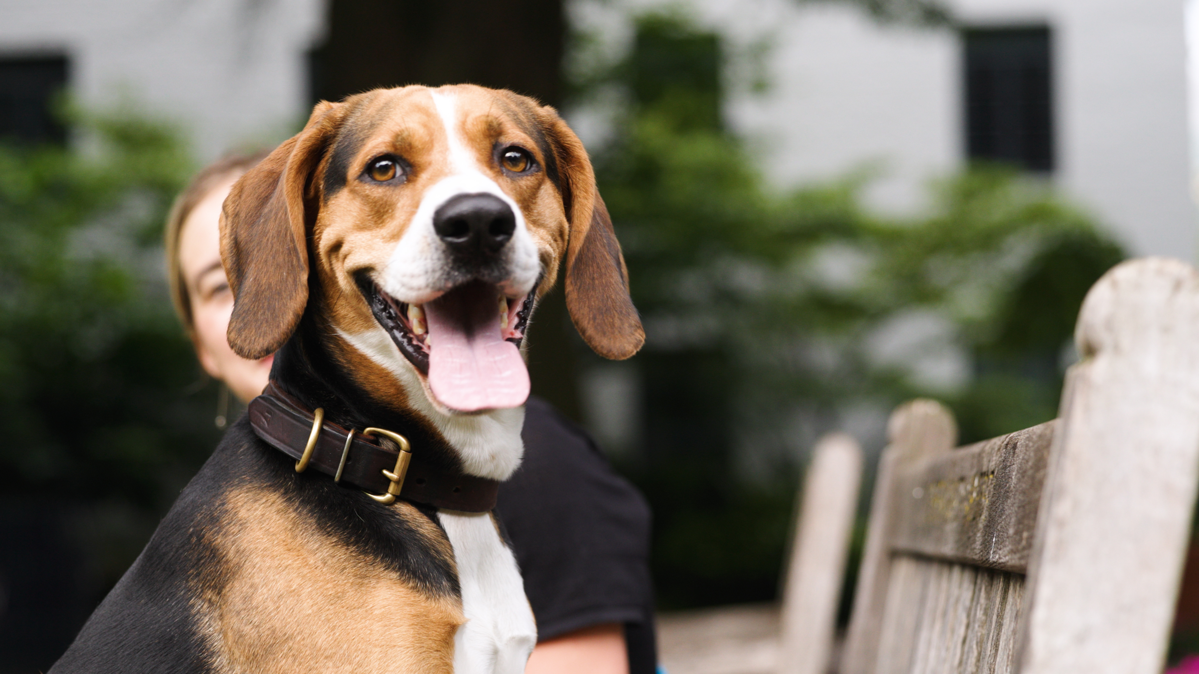 Dog on a bench and smiling