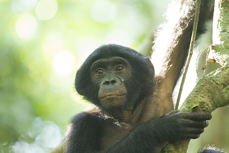 Young male bonobo