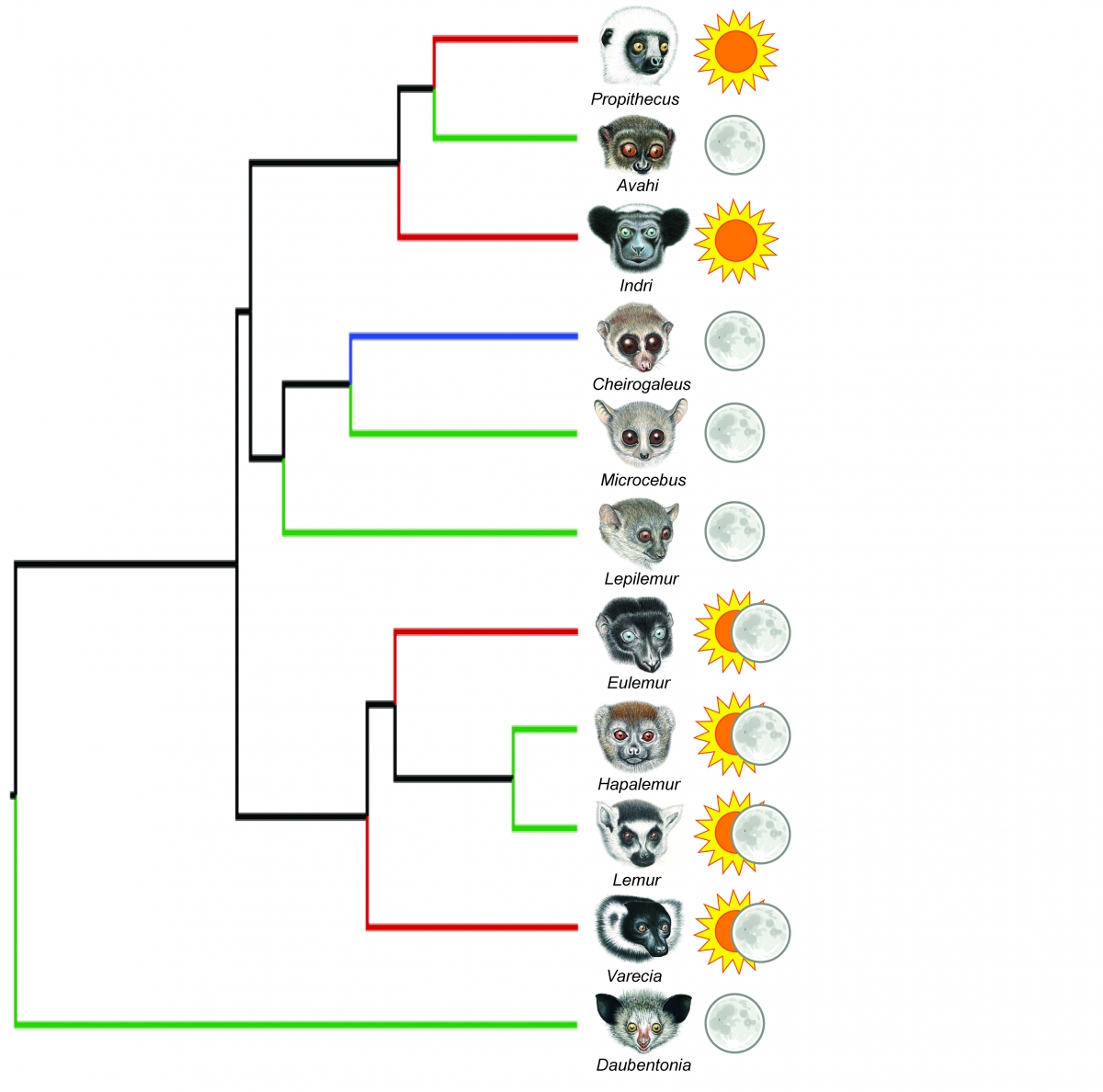 Phylogeny tree of Lemurs