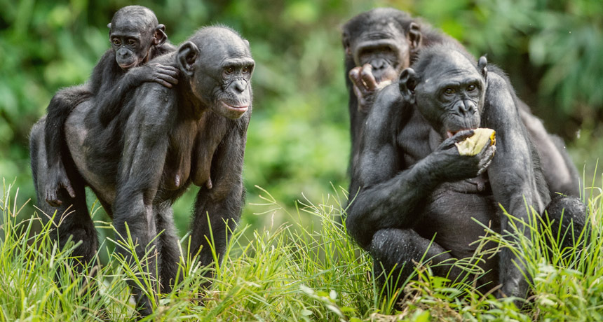 Pregnant bonobos