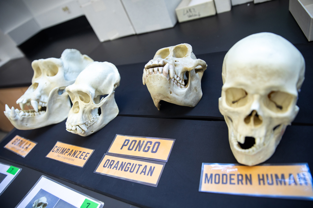 A row of different skull specimens