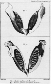 Illustration from Cuvier’s 1796 publication on fossil and living elephants. Top: fossil mammoth; Bottom: Indian elephant