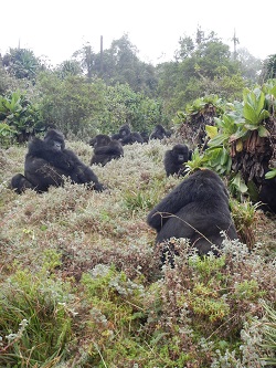 Gorillas laying in a field