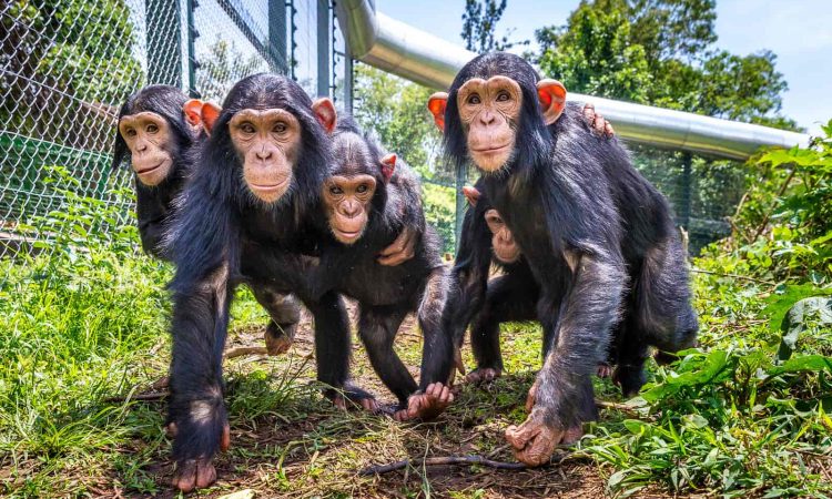 Family of chimpanzees knuckle walking