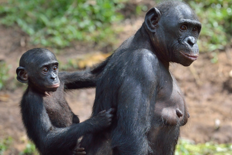 Bonobos. Baby hanging off mother. 