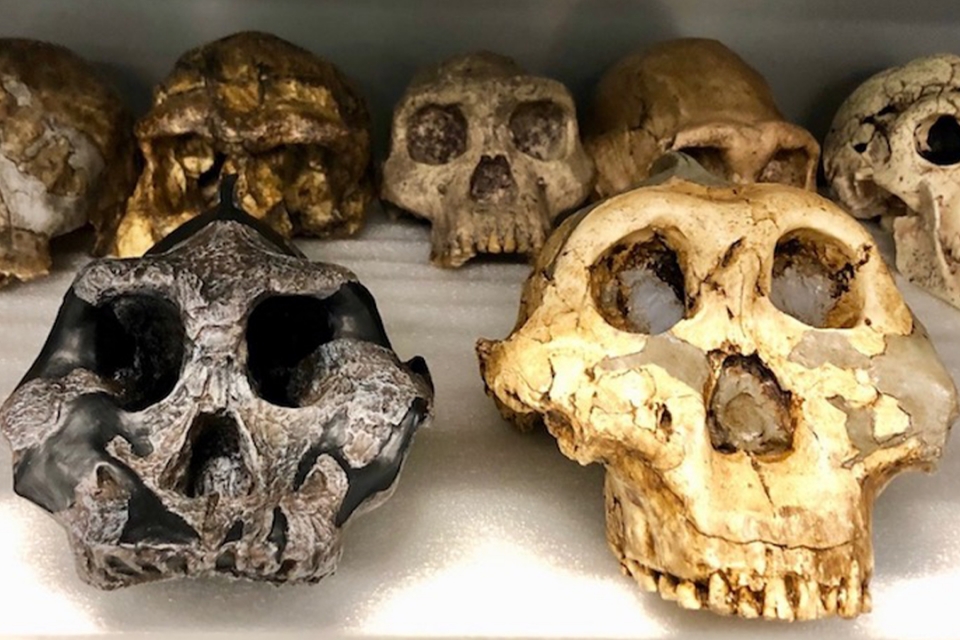 Casts of two key specimens: Paranthropus aethiopicus (left) and P. boisei (right). (Courtesy of Zeresenay Alemseged)