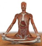 Human muscular system in a yoga pose