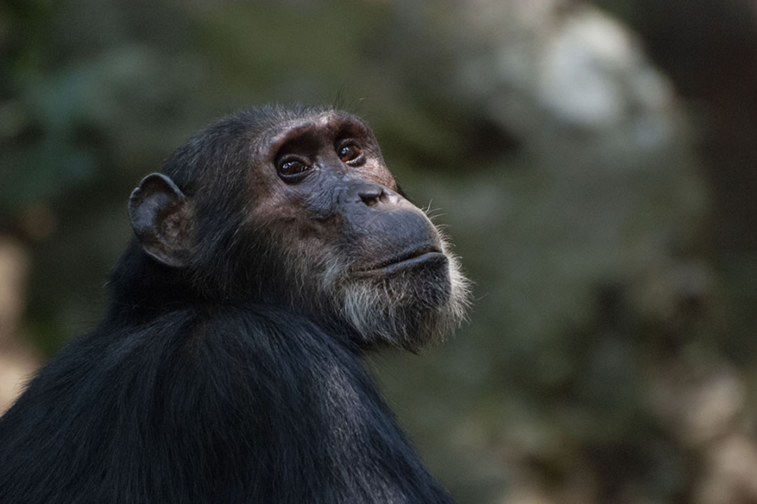 Photo of a chimpanzee in the wild