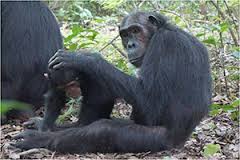 Chimp grooming its baby