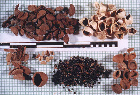 Seeds grouped by size and shape after flotation