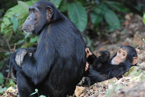 two chimpanzees sitting in a jungle