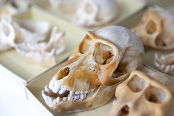 a sample of a hominid skull