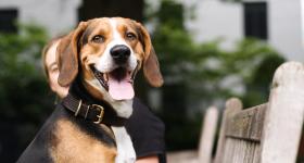 Dog on a bench and smiling